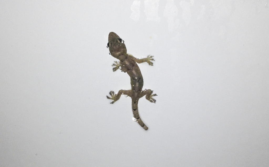 Lizard in bath with water droplets
