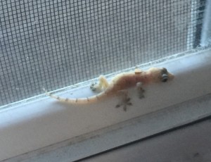 Gecko On Window