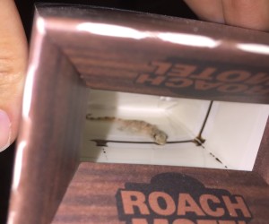 Lizard checking into roach motel