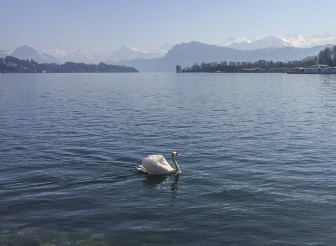 Swan on the lake Luzern