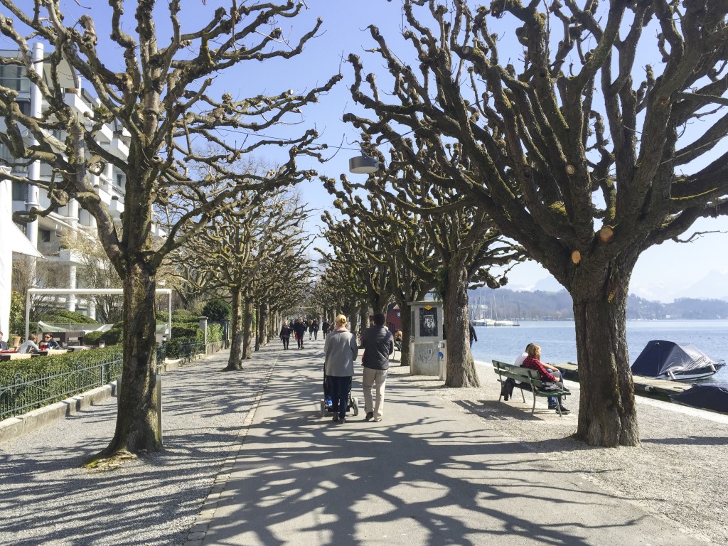 Cool Tree Pathway Luzern