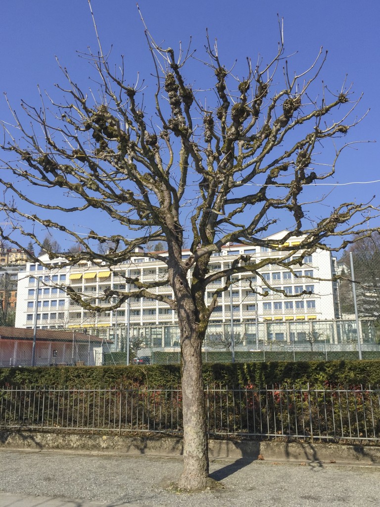 Cool Tree Luzern