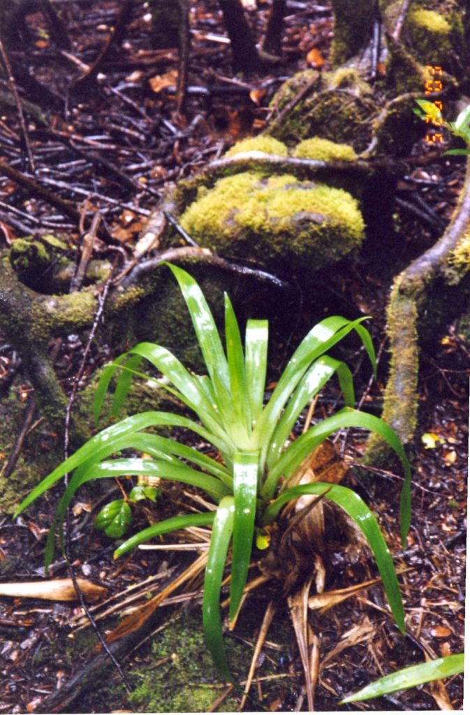 Costa Rica Plants