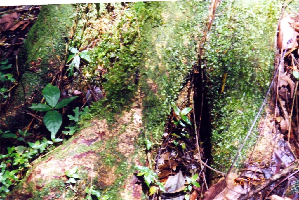Mossy Costa Rica Tree