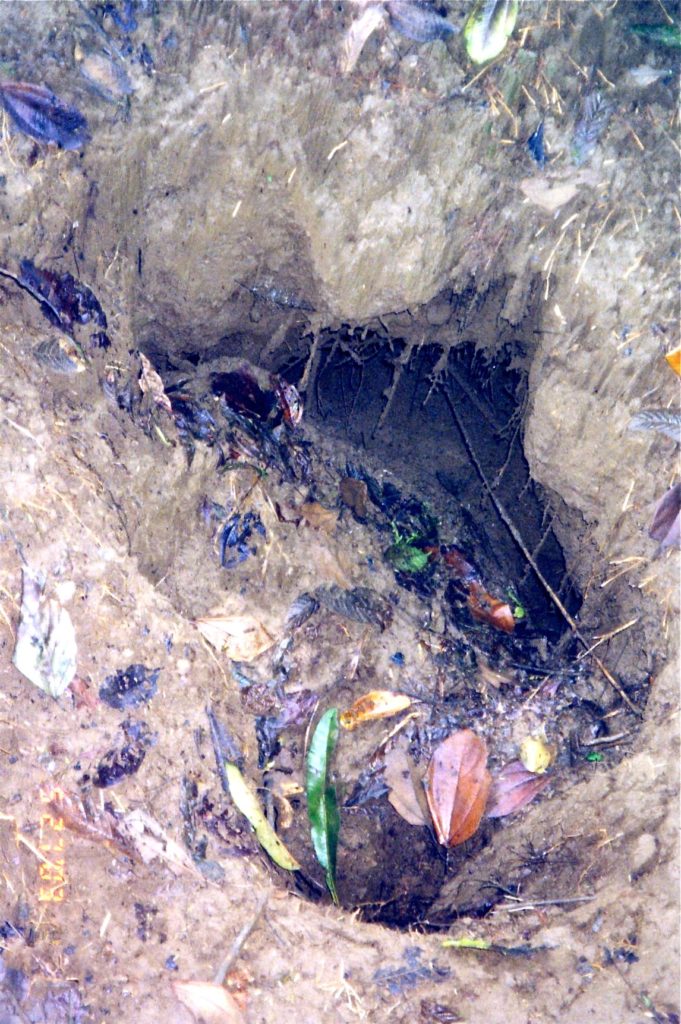 Tarantula nest in Costa Rica