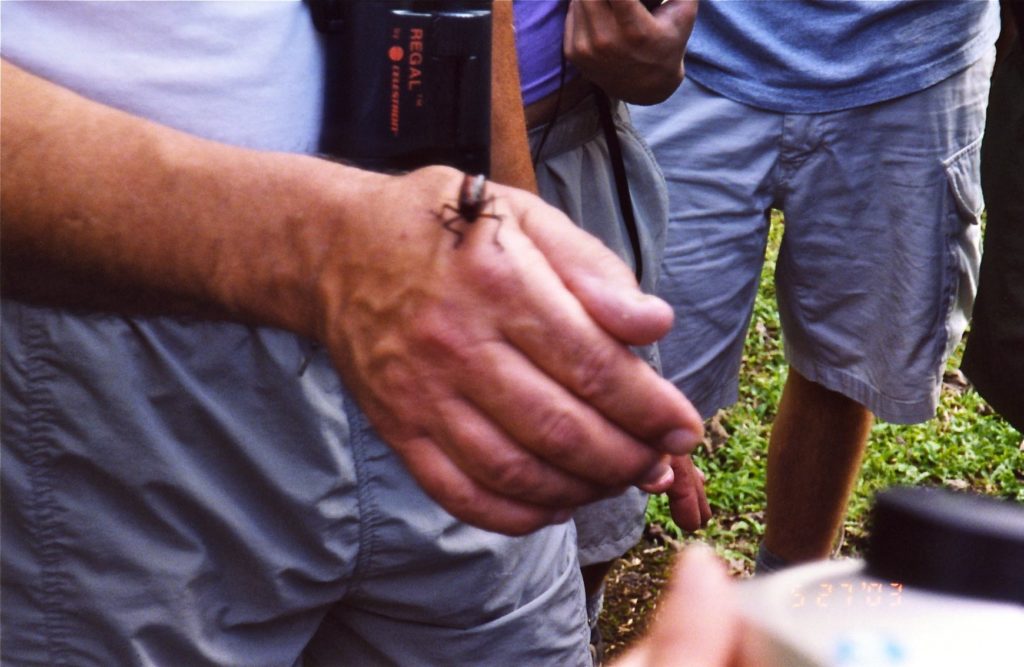 Costa Rica Bug