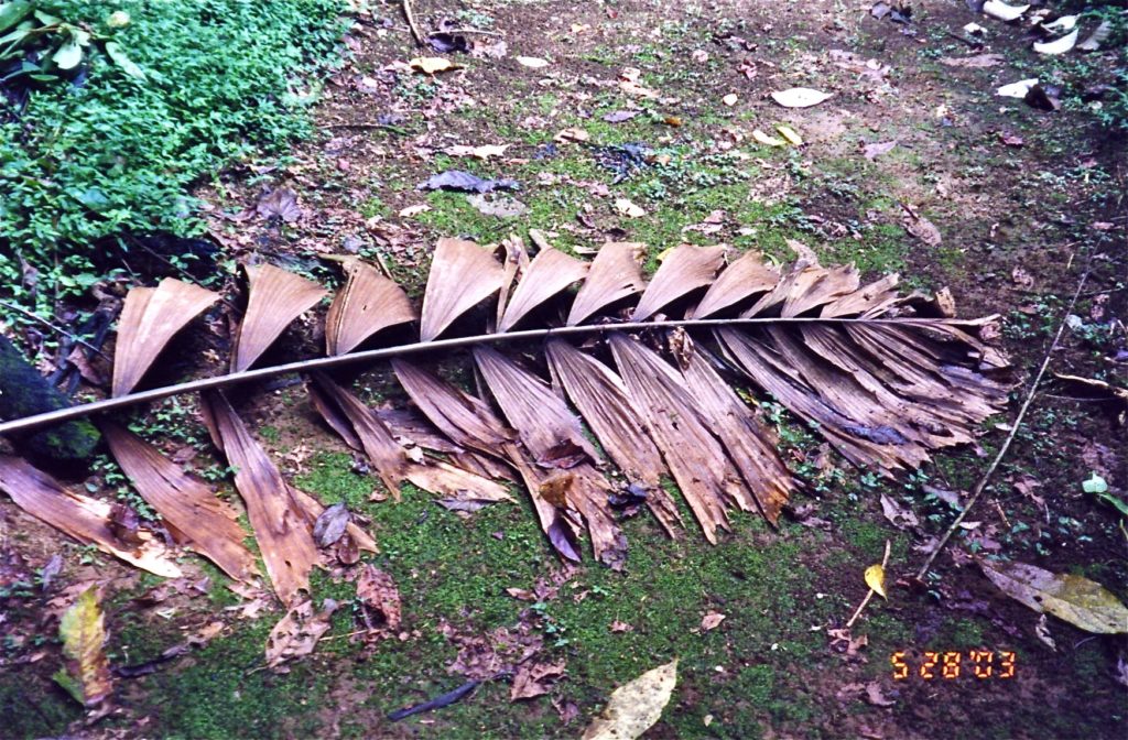 Leaf Litter Costa Rica
