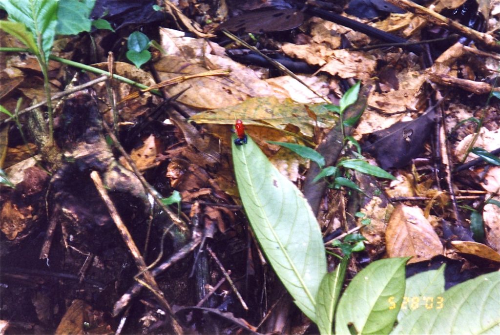 Costa Rica Red poison dart frog