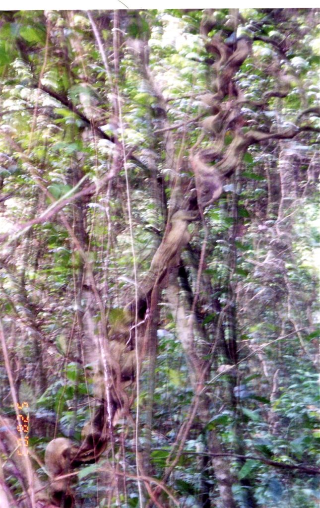 Costa Rica Blurry Trees