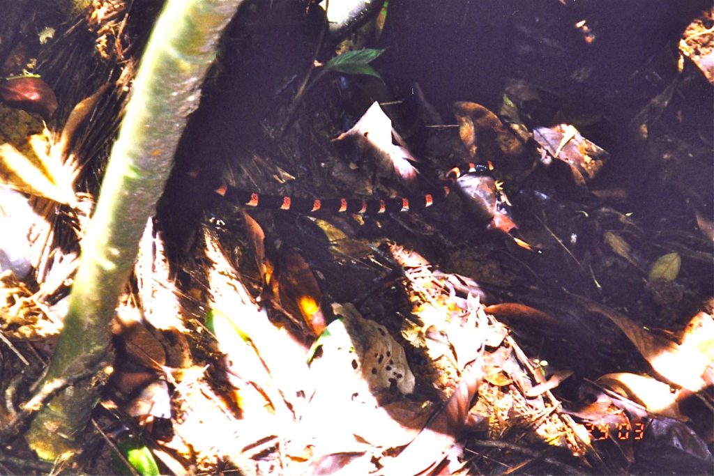 Costa Rica Black Halloween Snake