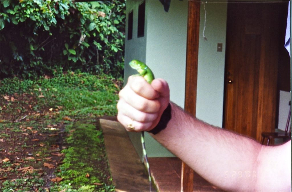 Costa Rica Bigger Lizard