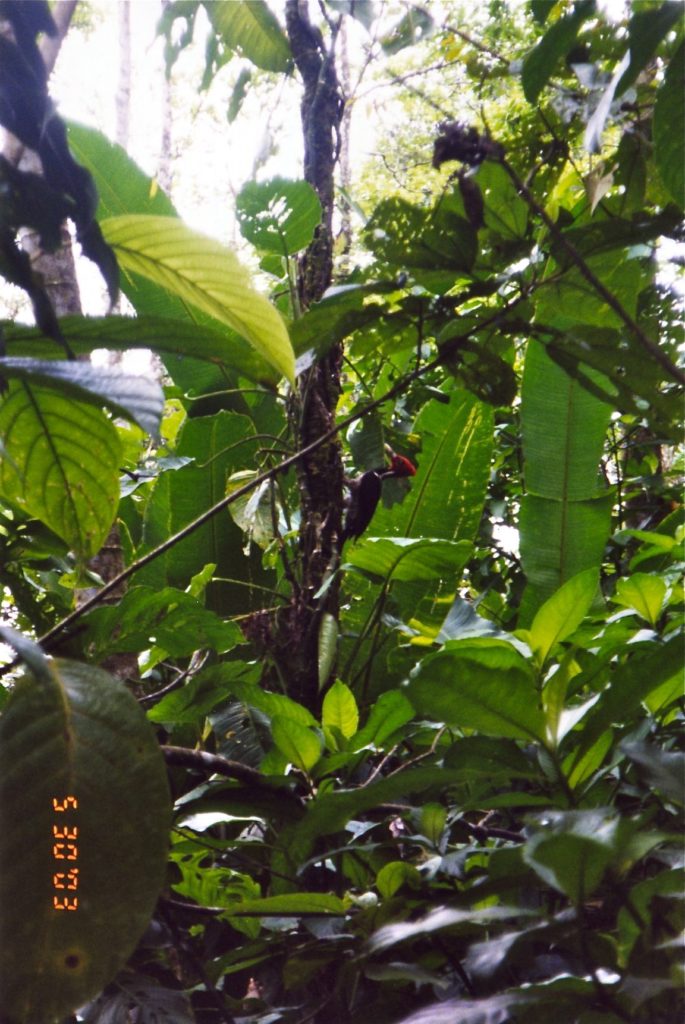 Costa Rica Woodpecker
