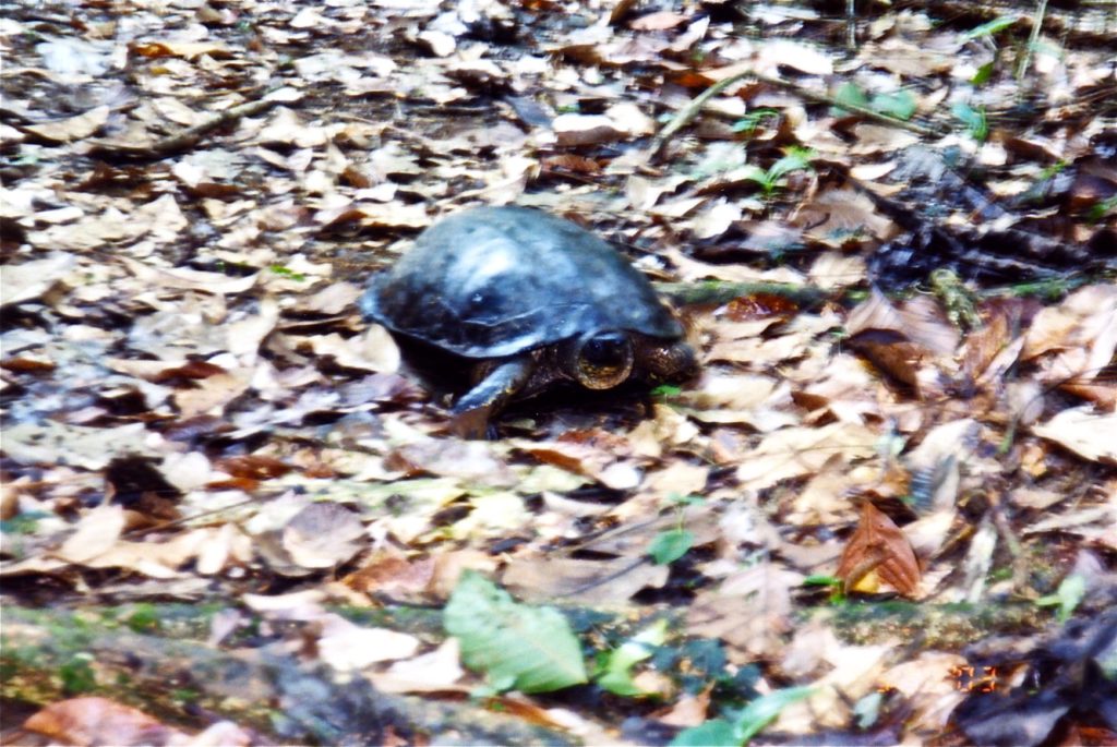 Costa Rica River Turtle