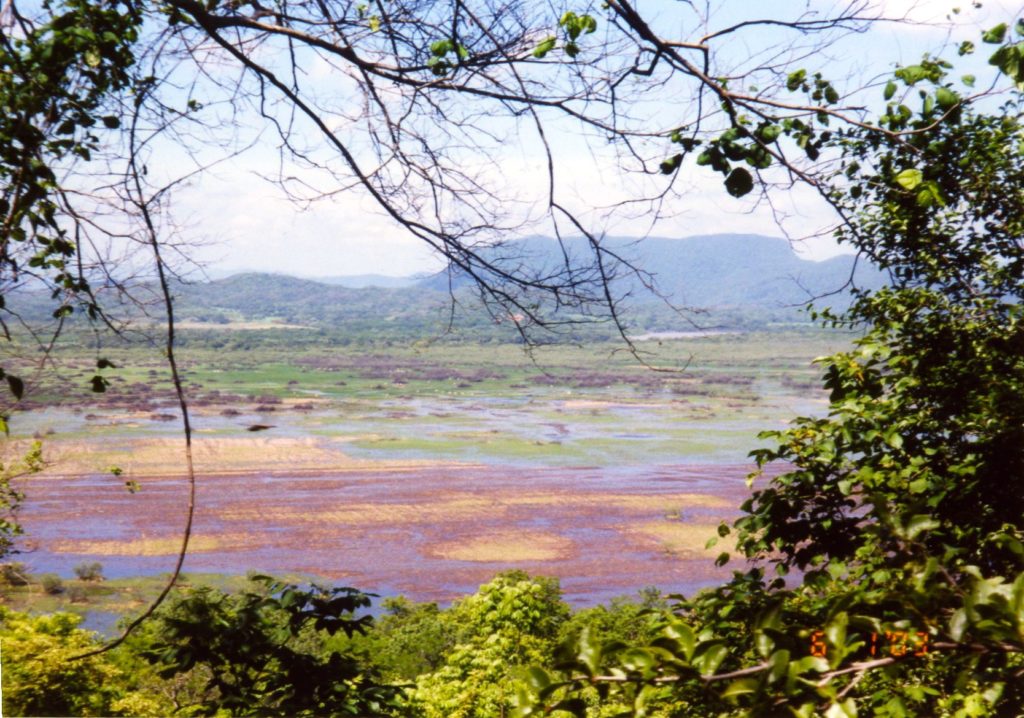Colorful field in Pale Verde Costa Rica