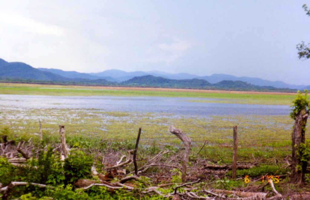 Swampy area in Pale Verde Costa Rica