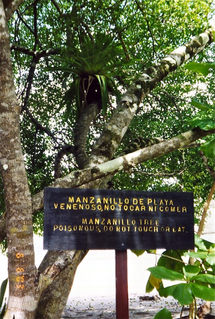 Manzanillo tree Costa Rica