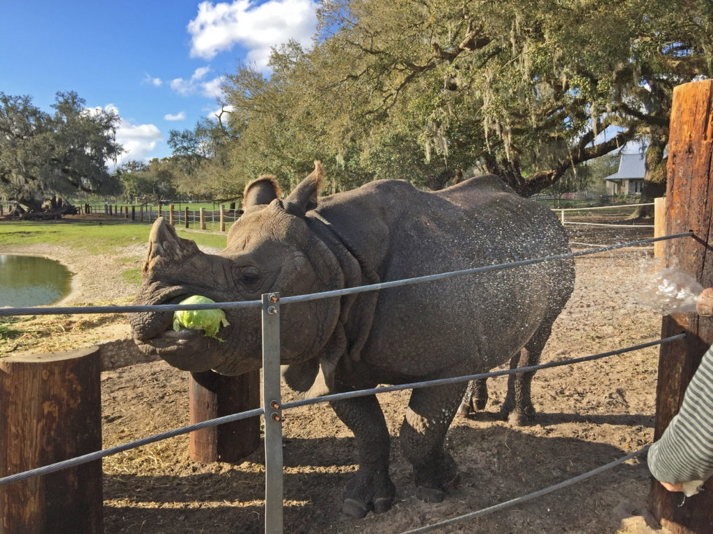 Bathing a rhinocerous as he chomps on some lettuce