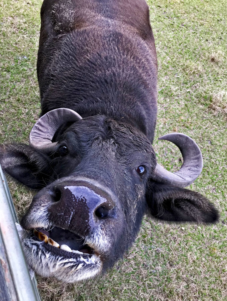 Water buffalo with open mouth