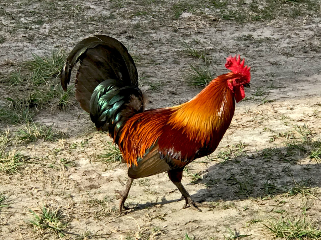 Beautiful rooster