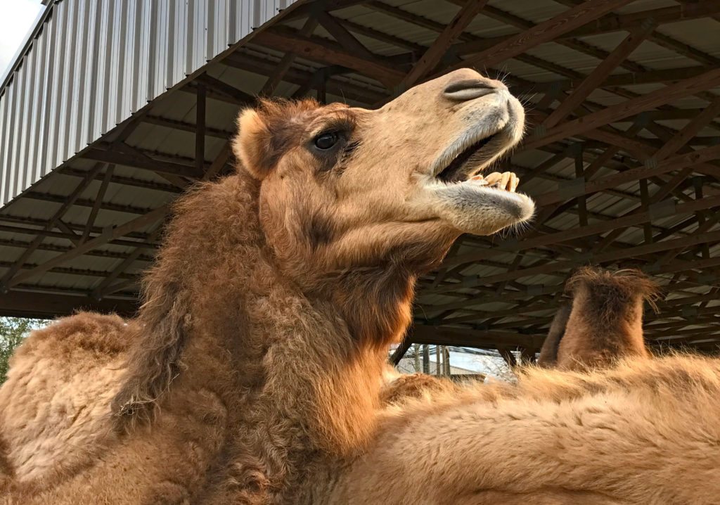 Camel with mouth open looking like he is singing