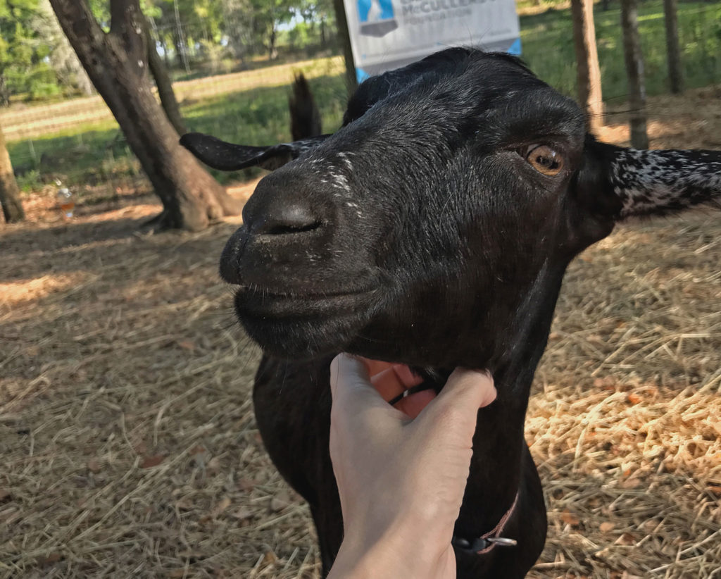 Goat saying hello