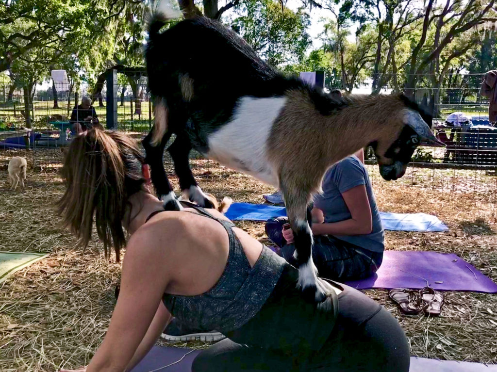 A goat standing on back of yogi
