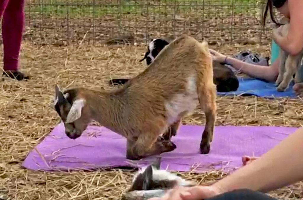 Goat attempting Dolphin Pose