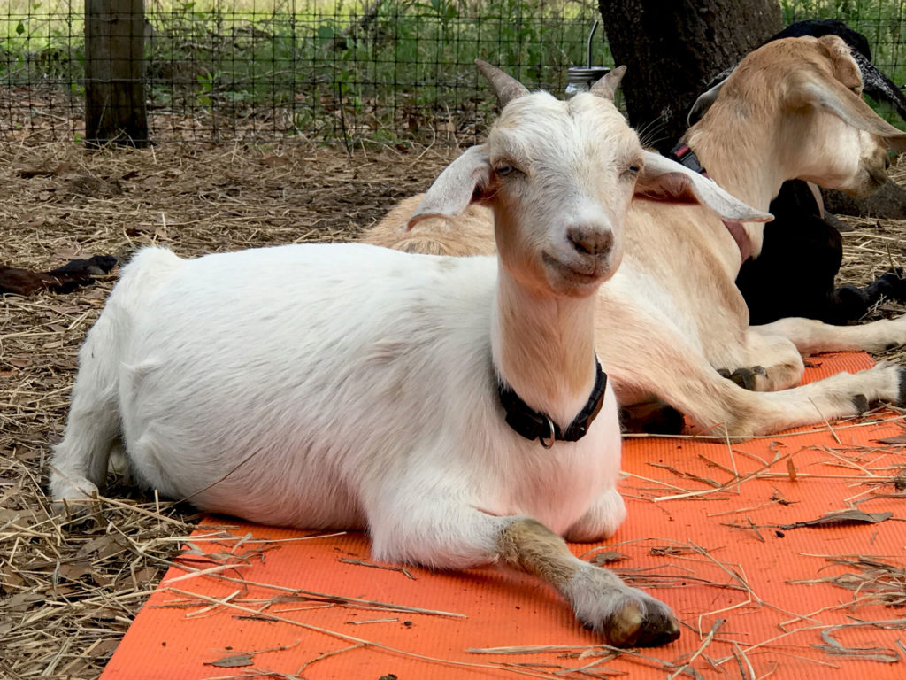 Goats chilling on orange yoga mat