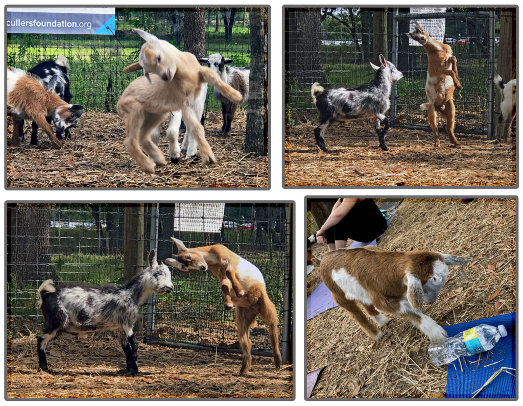 Montage of baby goats playing