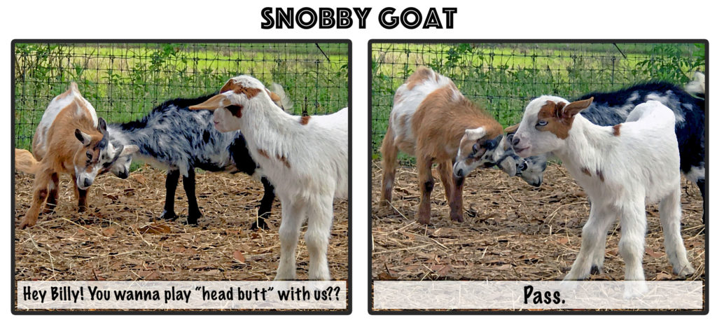 Comic of snobby goat that does not want to play