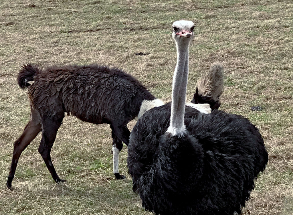 A male ostrich looking serious