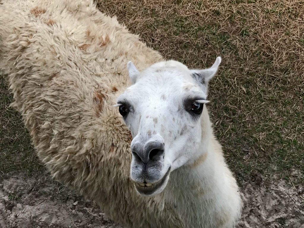 llama looking up at is with smiling teeth