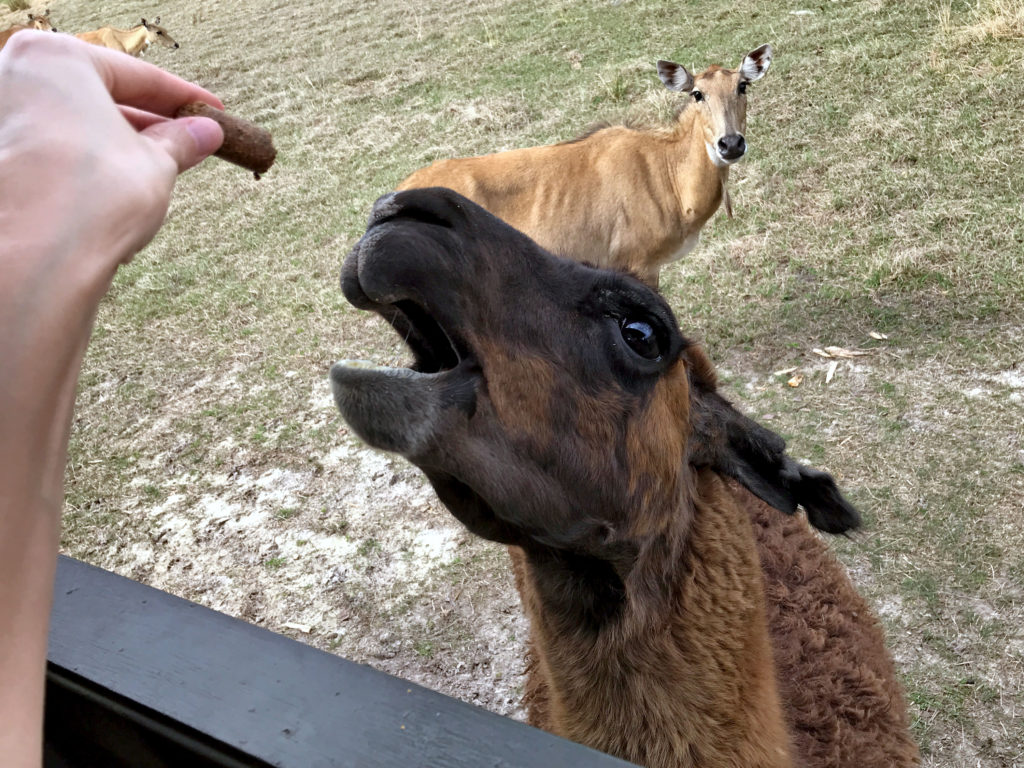 Llama with open mouth waiting for a treat, nilgai looking on in background