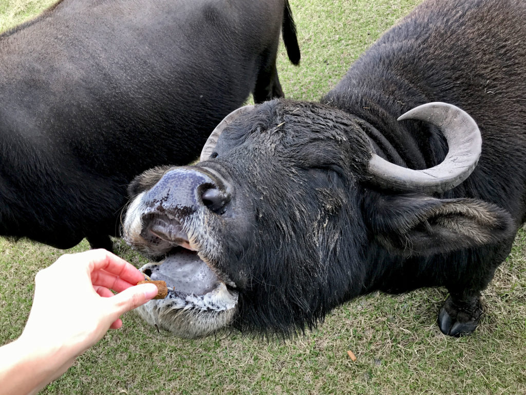 Water buffalo with eyes closed and mouth open