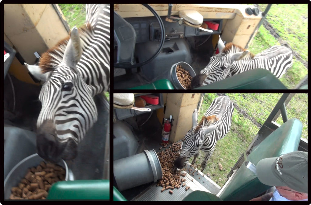 Zebra stealing food from jeep