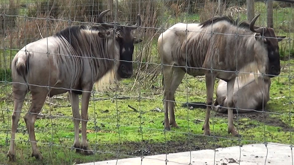 Two blue gnu or wildebeest behind fence