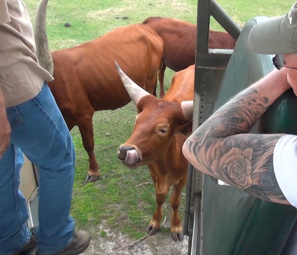 Cow at jeep door hoping for handout