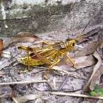 Eastern Lubber Large Yellow Grasshopper