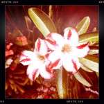 Artistically done faded picture of red and white flowers