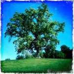 Artistically done single large tree with bright blue sky and grass