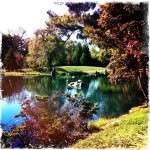 Artistically done colorful fall leaves on tree with lake