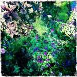 Purple flowers and green scenery behind them