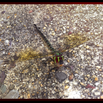 Dragonfly on the ground