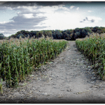 Corn fields in NJ