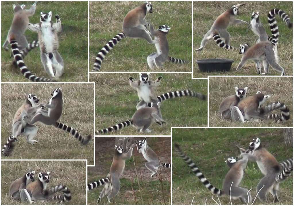 Lemurs having fun playing