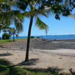 Water Scene with palms