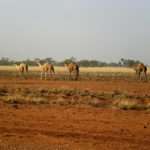 Herd of camels walking in the Australian Outback