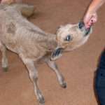 Baby cow nibbling on hand