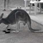 Kangaroo drinking coffee