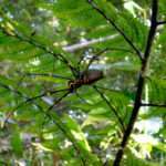 Golden Orb Silkweaver spider